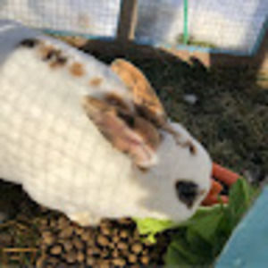 Meet your Posher, Alexandra